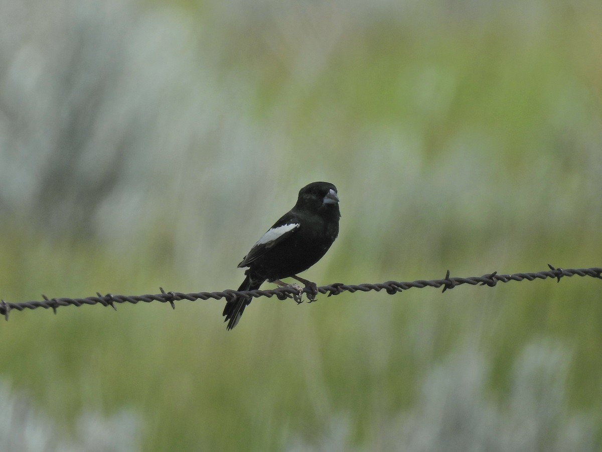 Lark Bunting - ML638236319
