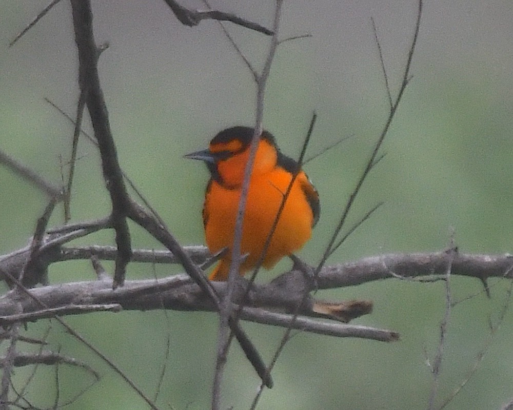 Bullock's Oriole - ML638236342