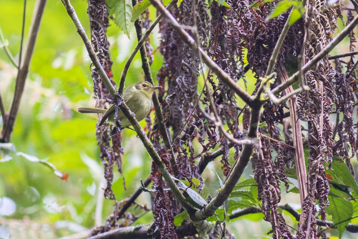 Oustalet's Tyrannulet - ML638236344