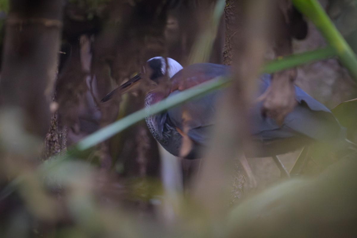 Agami Heron - ML638236345