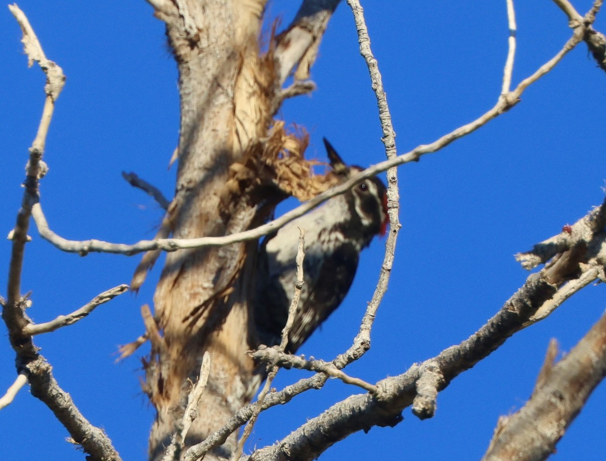 Nuttall's Woodpecker - ML638236346