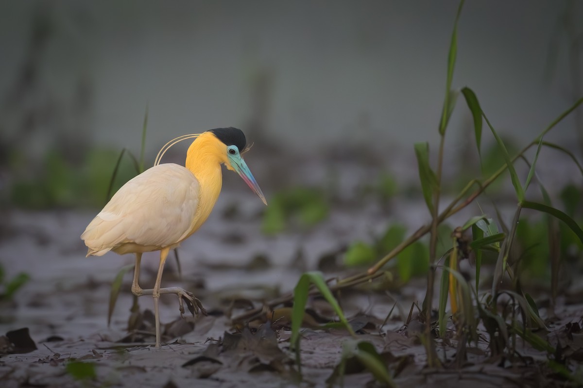 Capped Heron - ML638236351