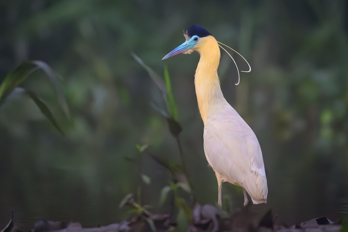 Capped Heron - ML638236357
