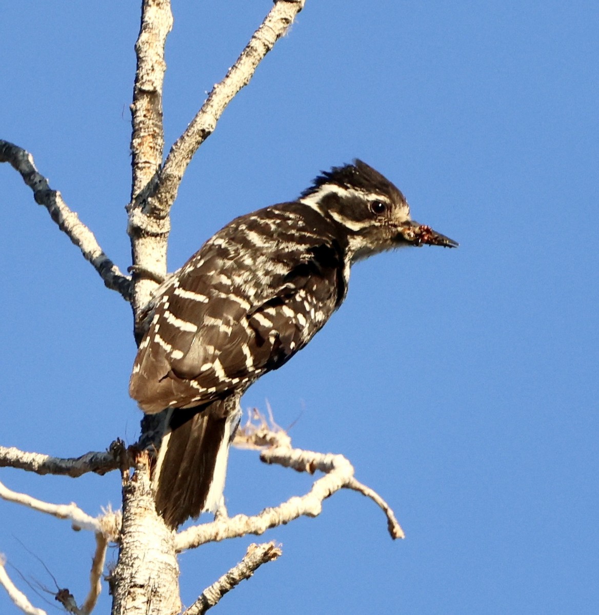 Nuttall's Woodpecker - ML638236361