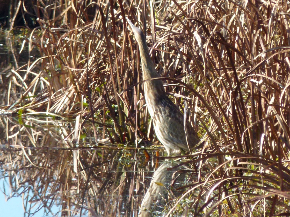 American Bittern - ML638236366
