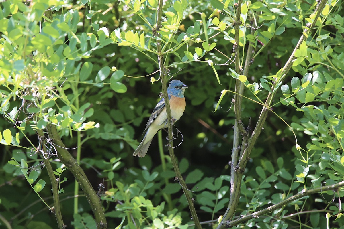 Passerin azuré - ML638236369