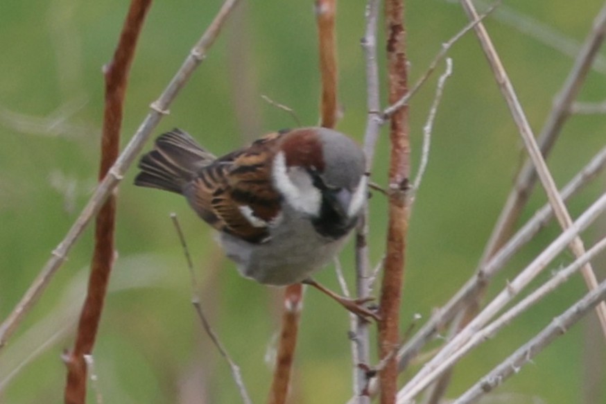 House Sparrow - ML638236385