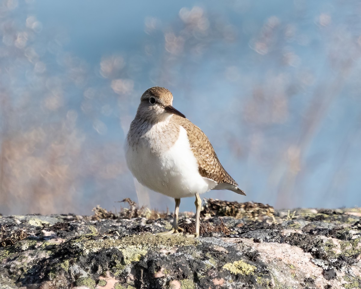 Common Sandpiper - ML638236402