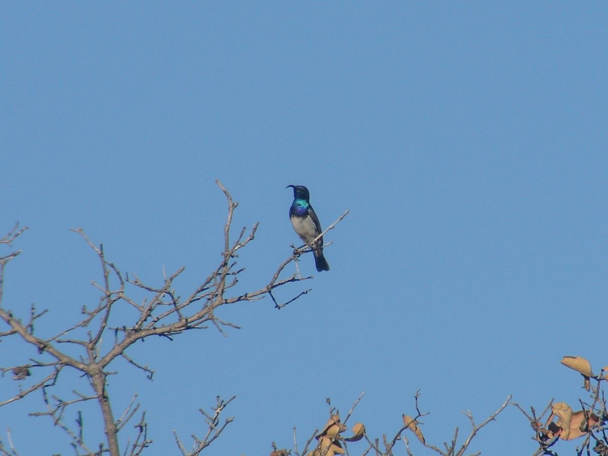 White-bellied Sunbird - ML638236407