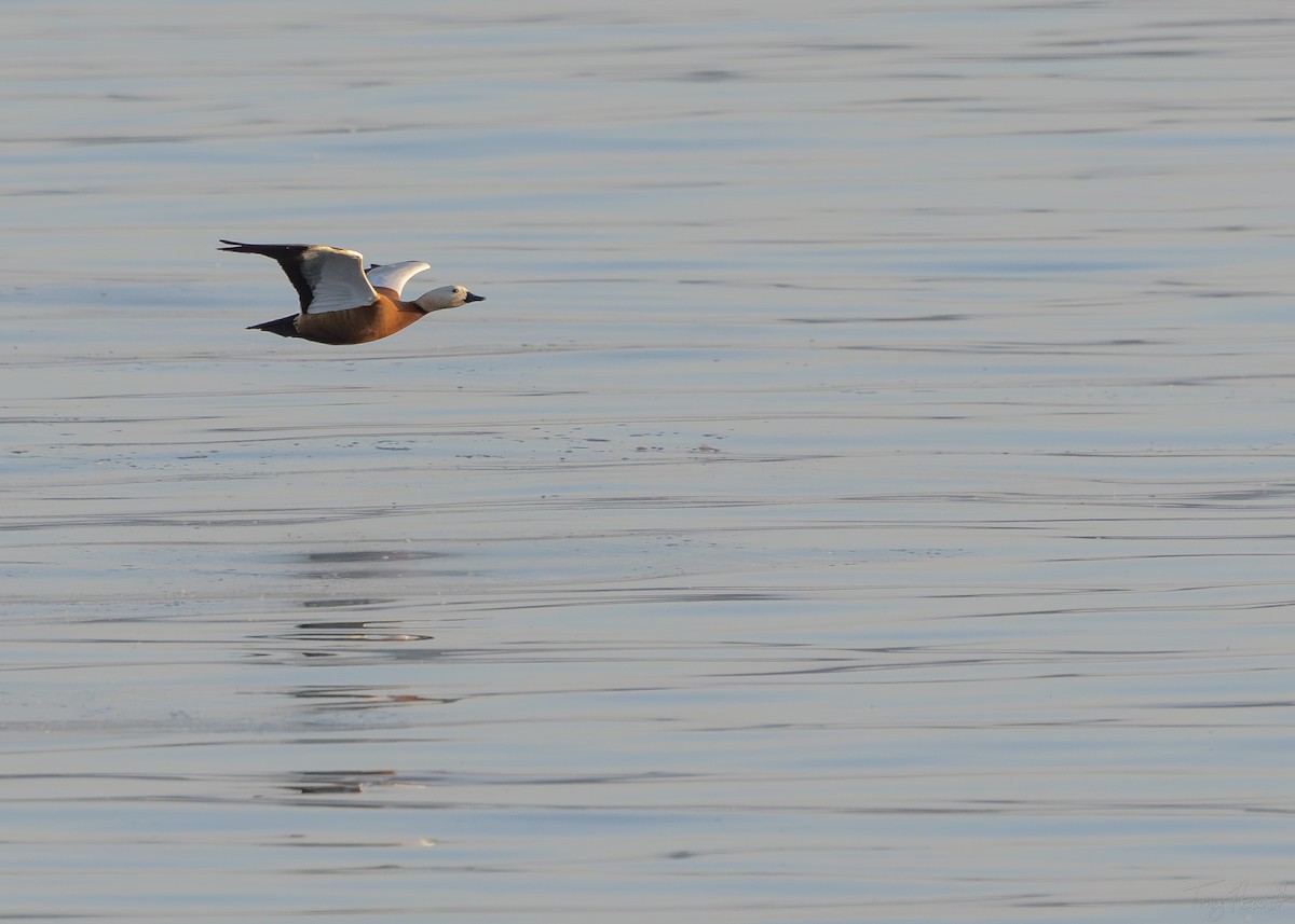 Ruddy Shelduck - ML638236422
