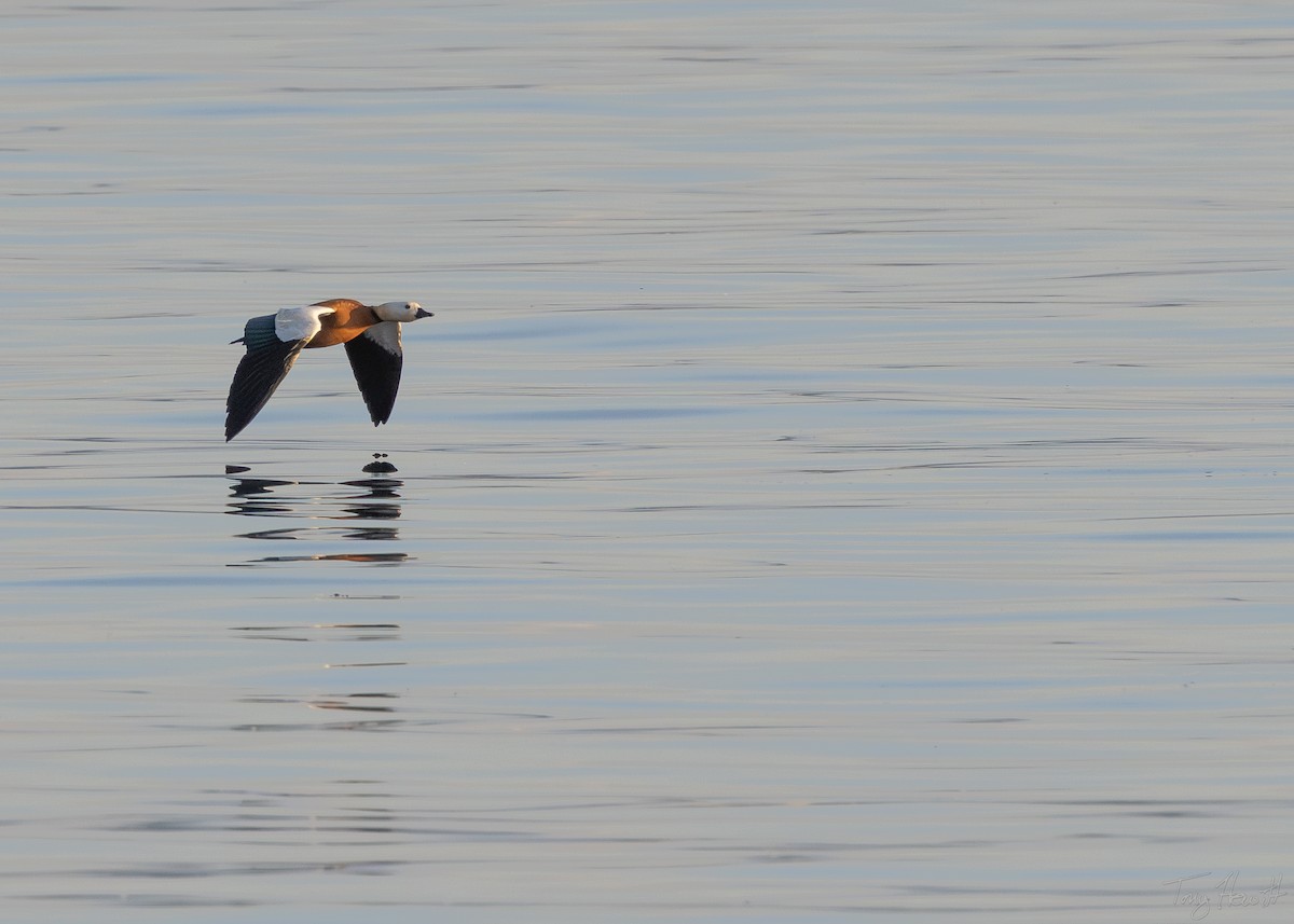 Ruddy Shelduck - ML638236423