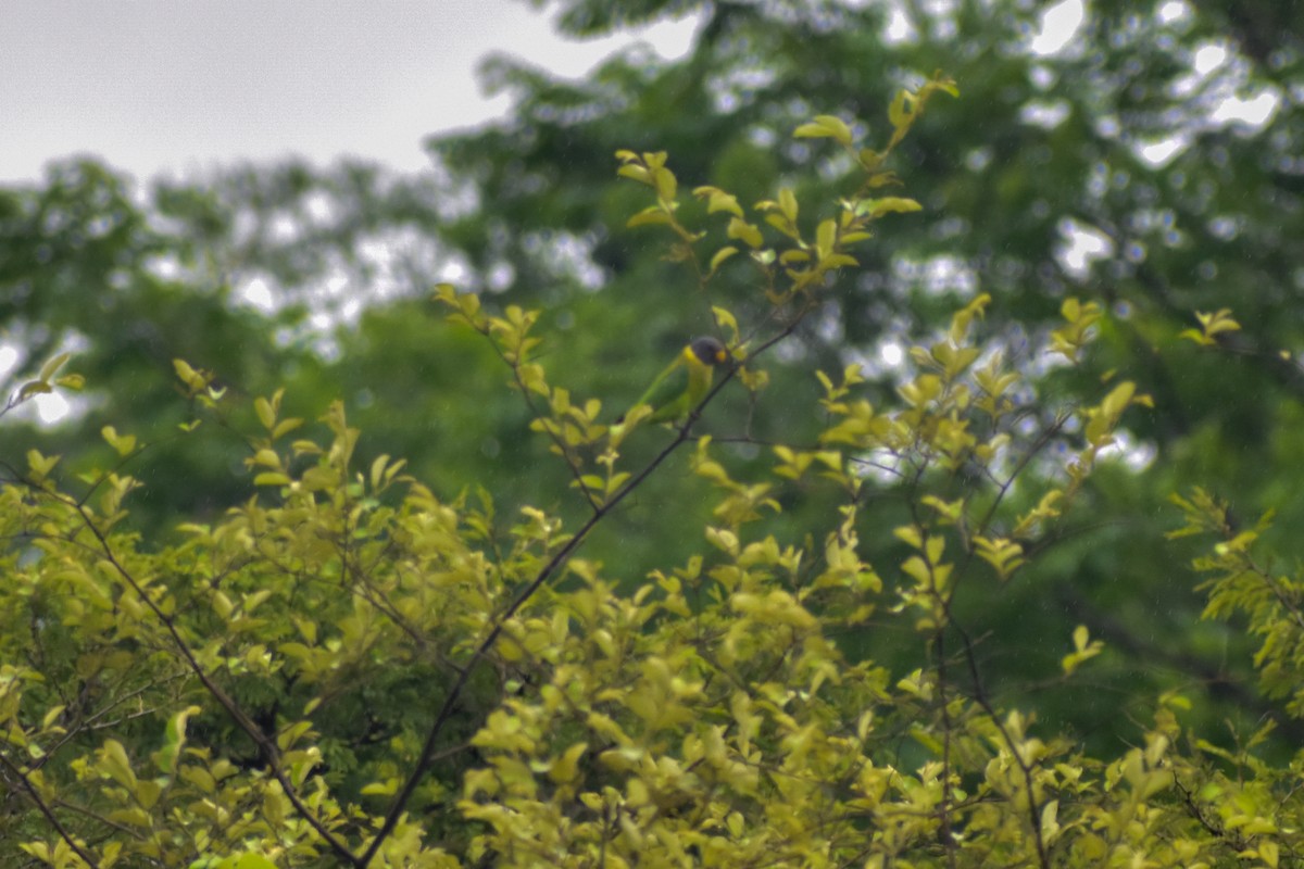 Plum-headed Parakeet - ML638236426