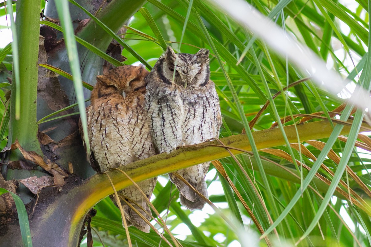 Long-tufted Screech-Owl - ML638236434