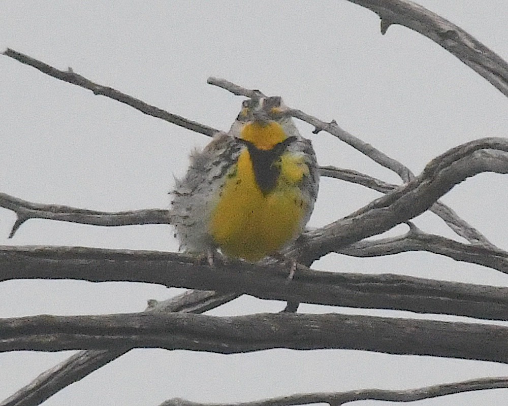 Western Meadowlark - ML638236462