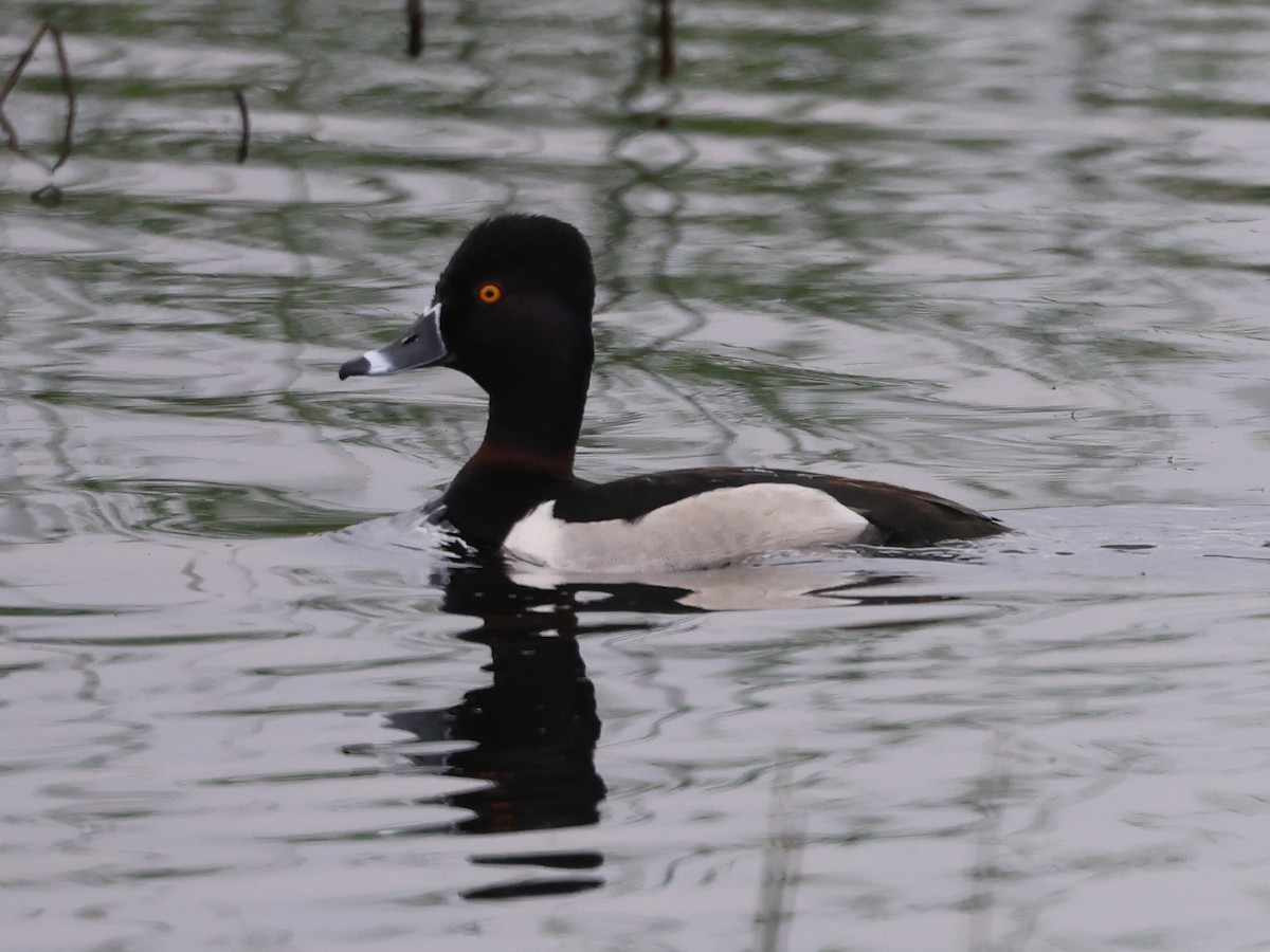 Ring-necked Duck - ML638236465