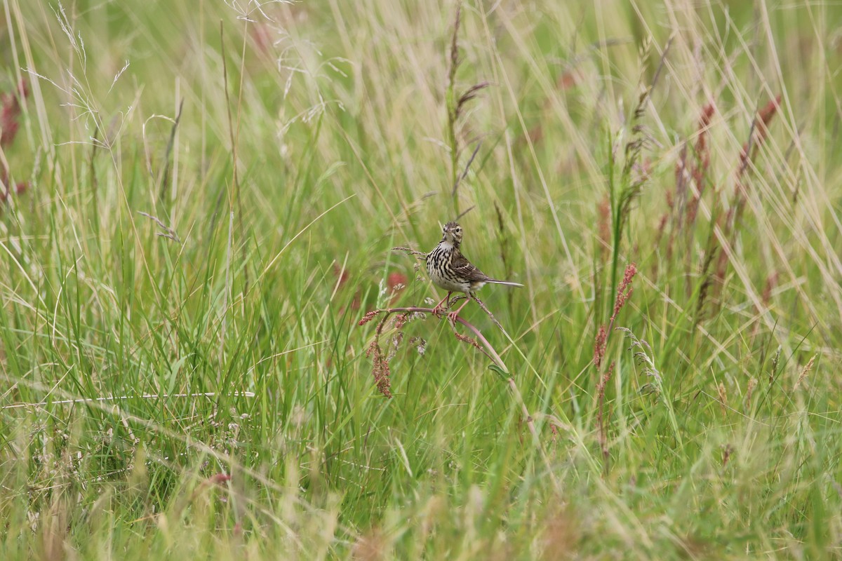Meadow Pipit - ML638236466