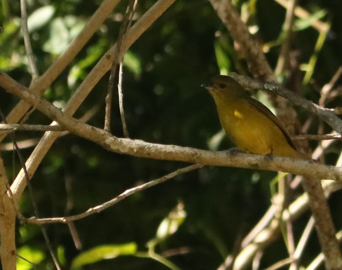 Violaceous Euphonia - ML638236468