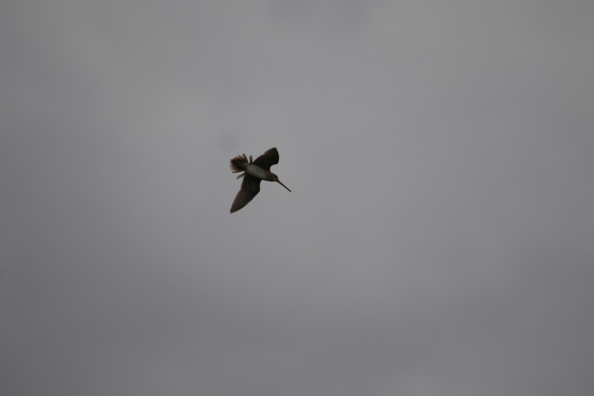 Common Snipe - ML638236476