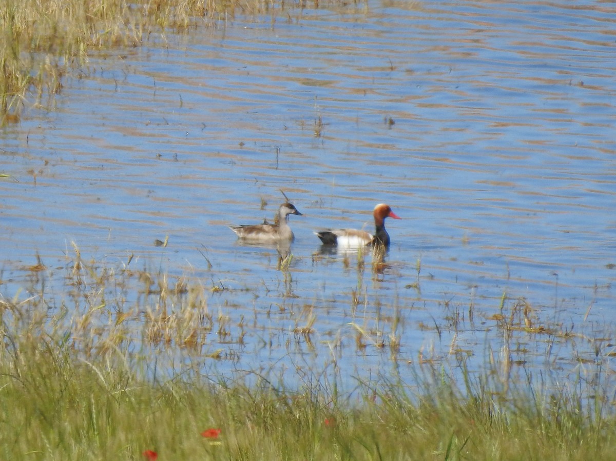 Red-crested Pochard - ML638236485