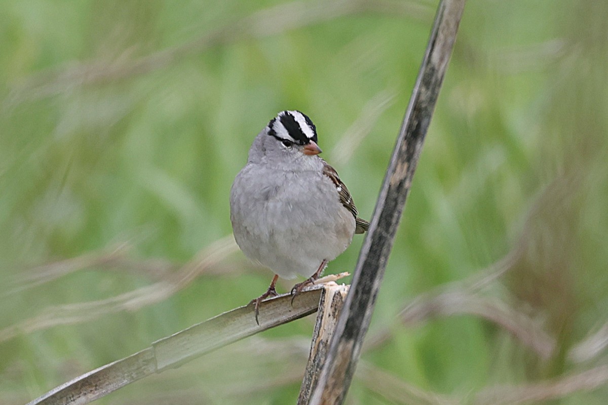 White-crowned Sparrow - ML638236487