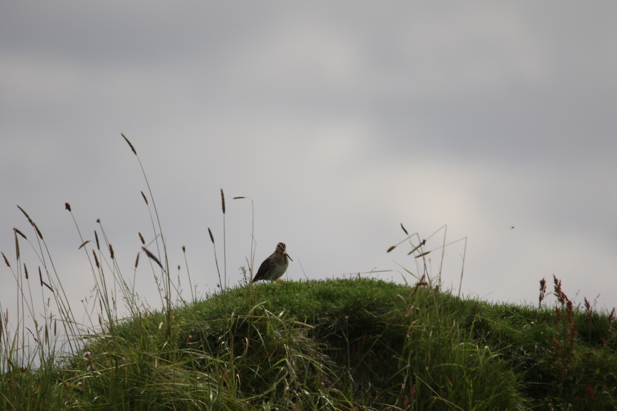 Common Snipe - ML638236505