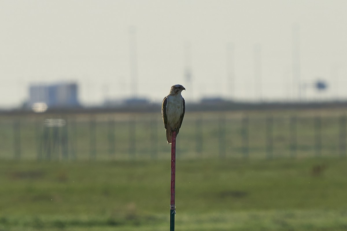 Ferruginous Hawk - ML638236527