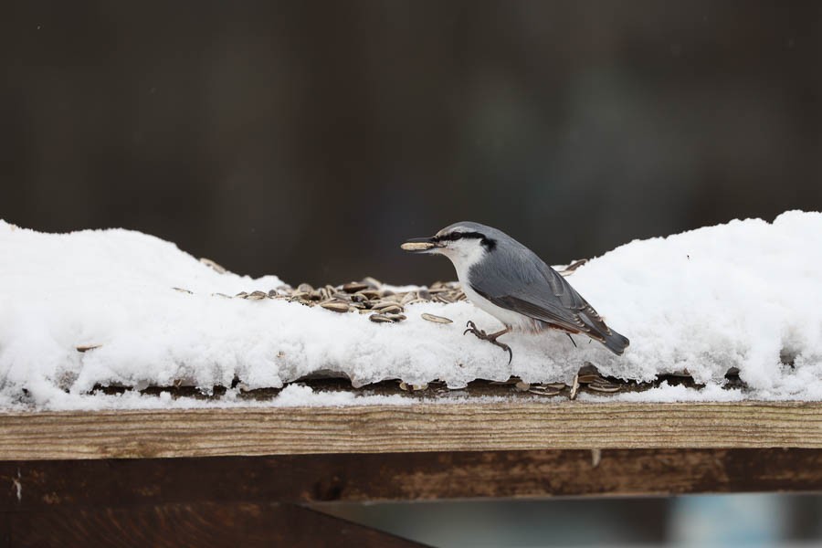 Eurasian Nuthatch - ML638236528