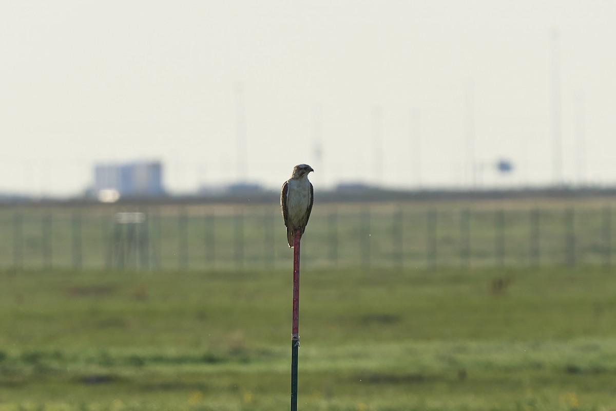 Ferruginous Hawk - ML638236532