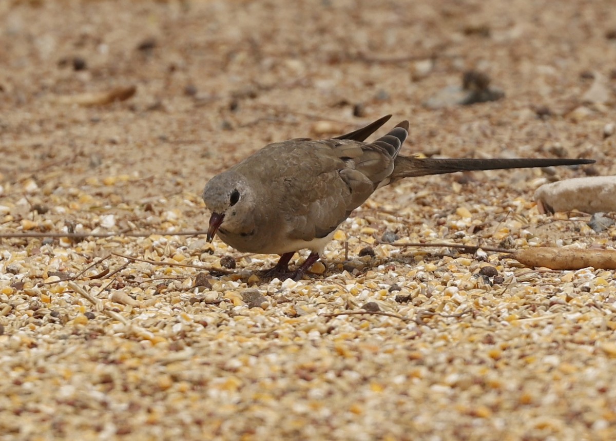 Namaqua Dove - ML638236545
