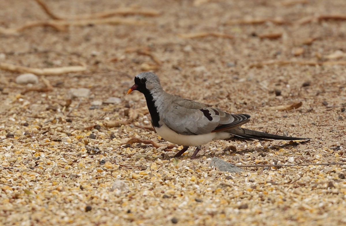 Namaqua Dove - ML638236546