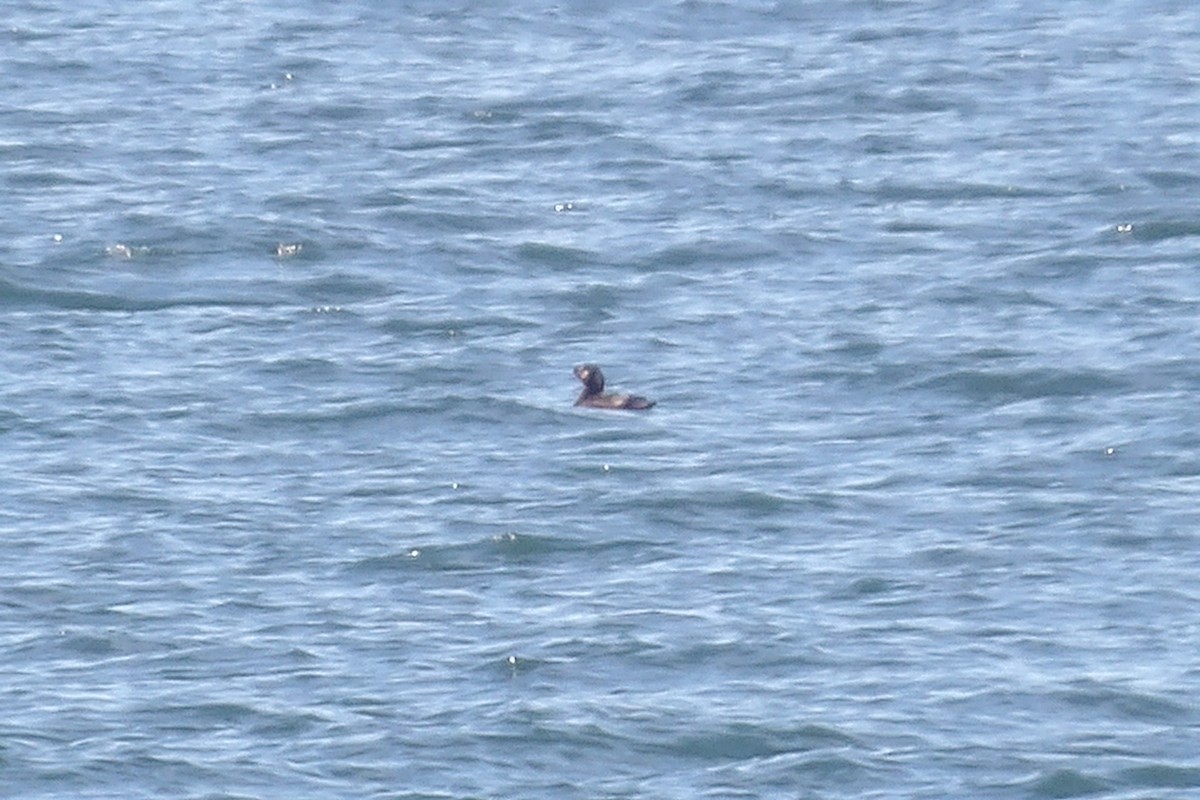 Velvet Scoter - ML638236560