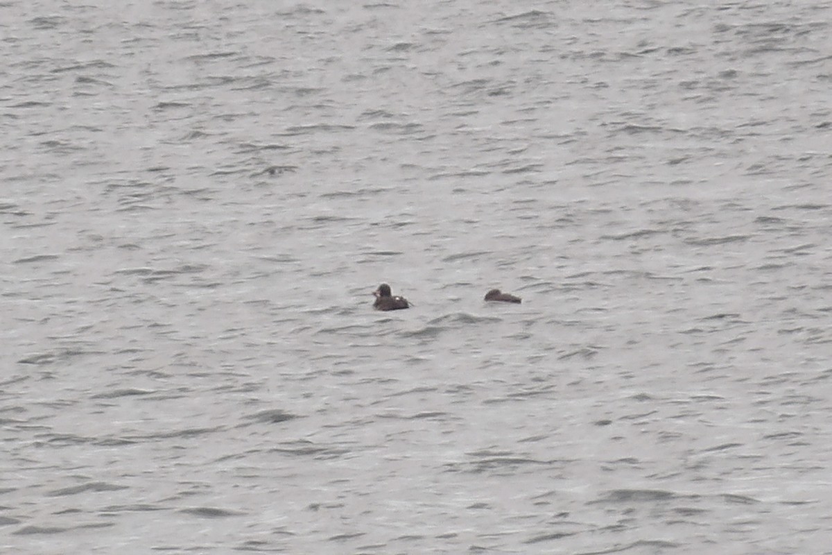 Velvet Scoter - ML638236561