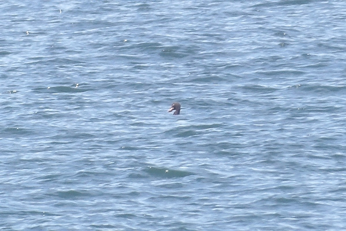 Velvet Scoter - ML638236562