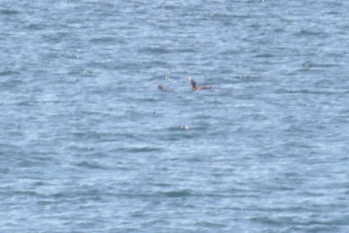 Velvet Scoter - ML638236563