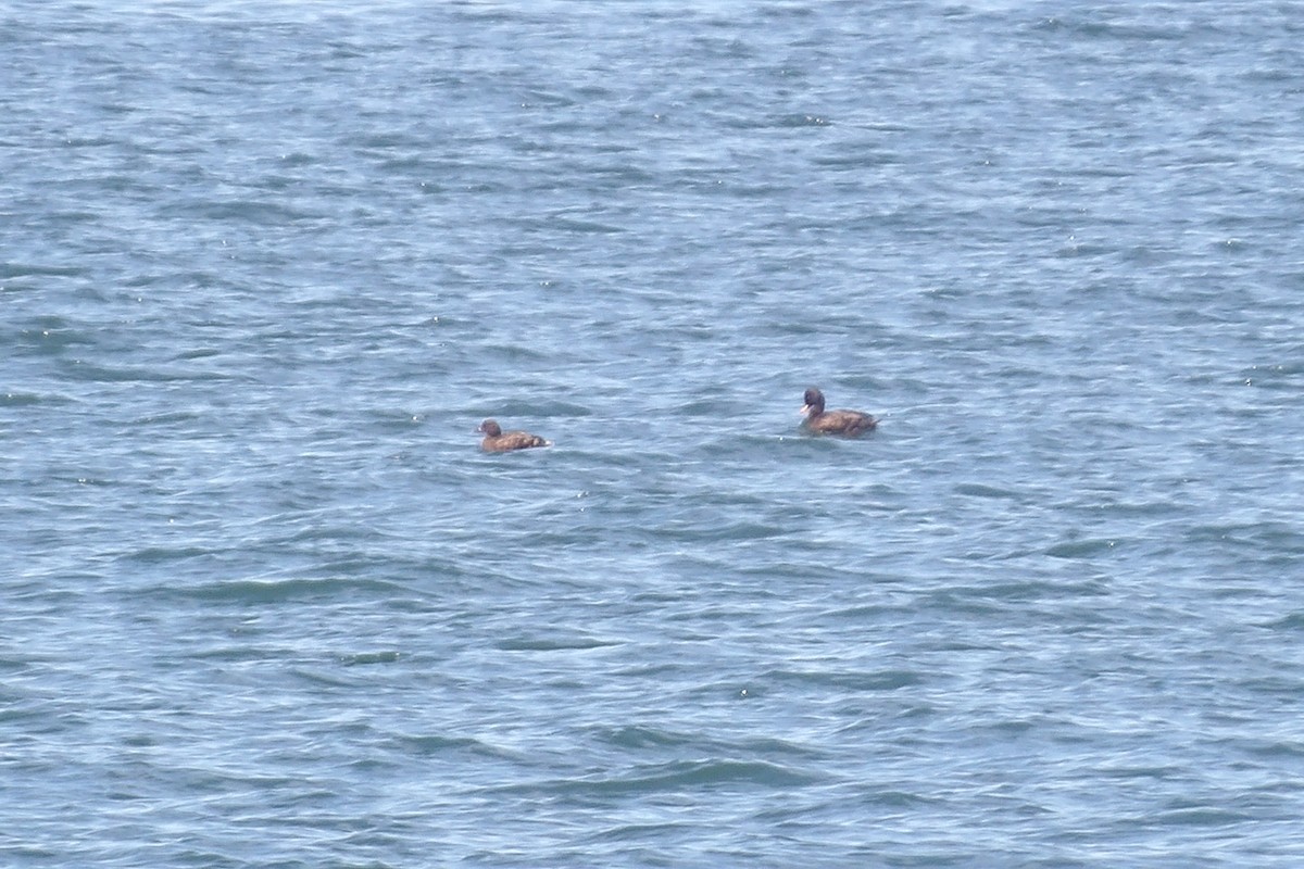 Velvet Scoter - ML638236564