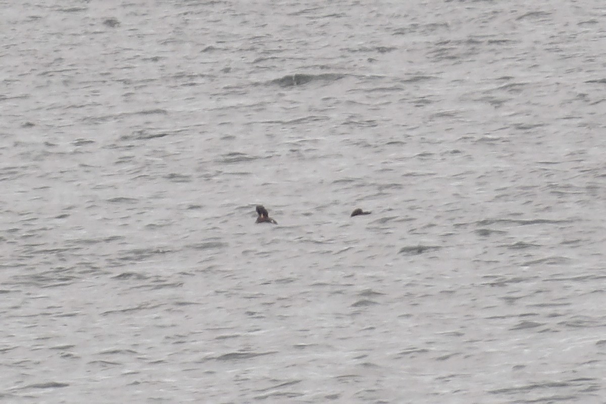 Velvet Scoter - ML638236565