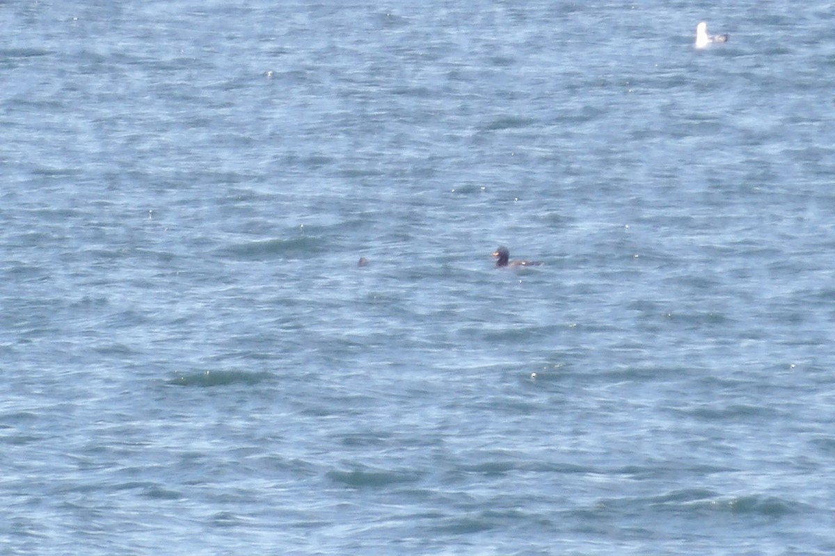 Velvet Scoter - ML638236568