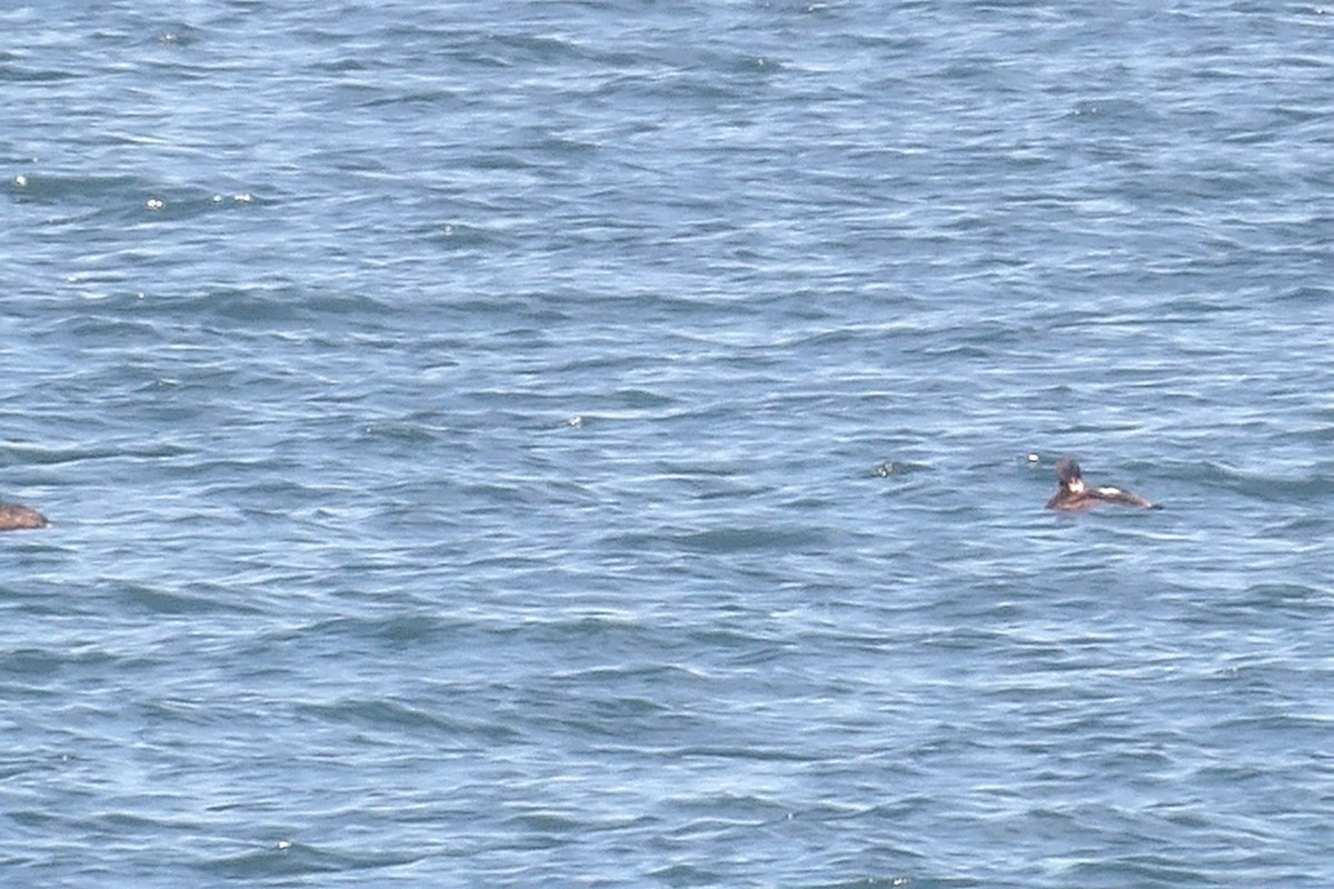 Velvet Scoter - ML638236570