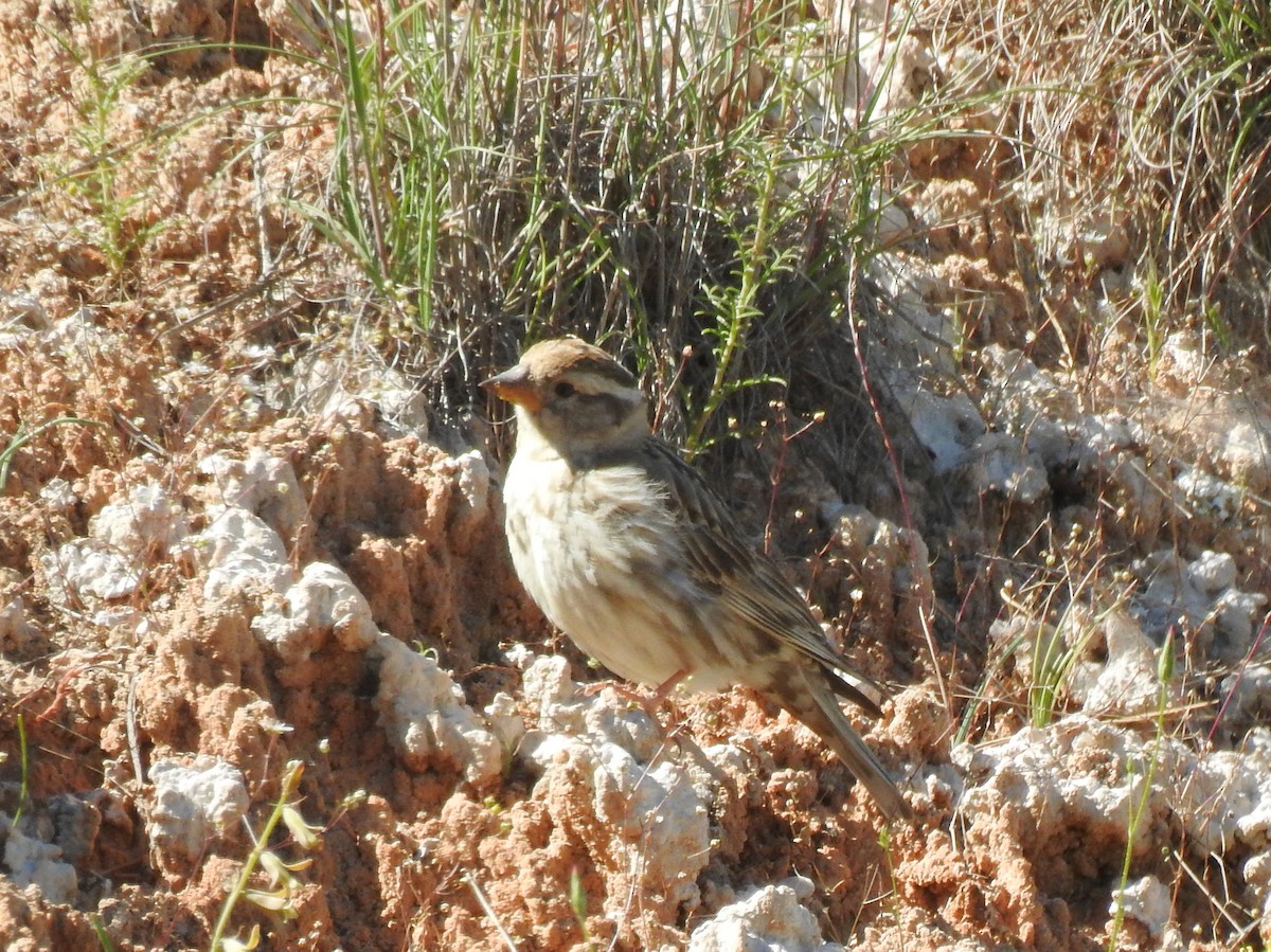 Rock Sparrow - ML638236590