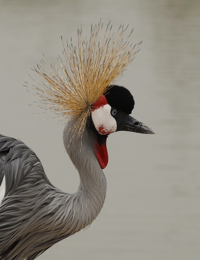 Gray Crowned-Crane - ML638236636