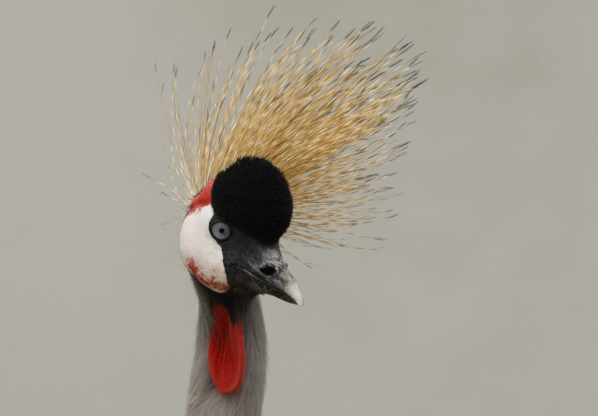 Gray Crowned-Crane - ML638236637