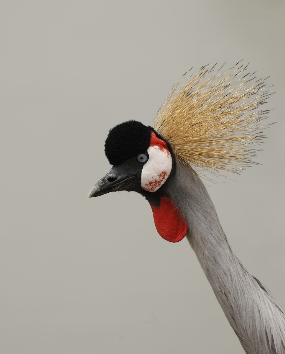 Gray Crowned-Crane - ML638236638