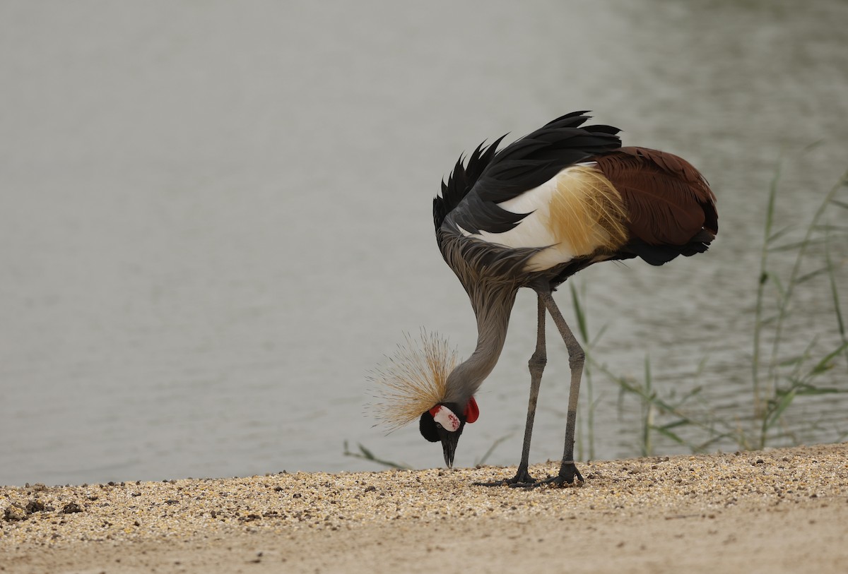 Gray Crowned-Crane - ML638236639