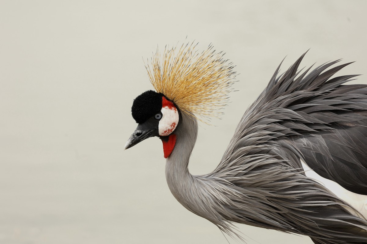 Gray Crowned-Crane - ML638236640