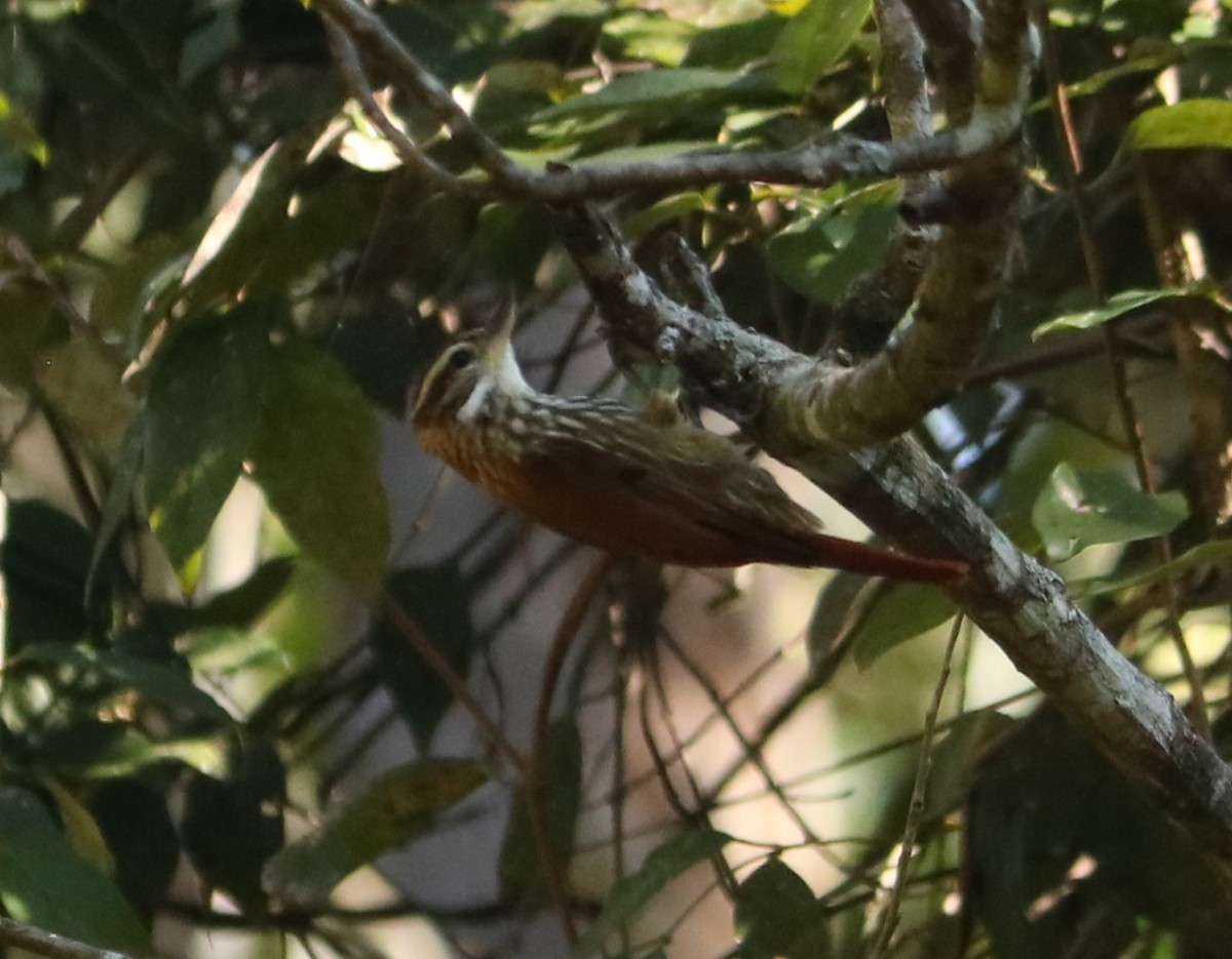 Streaked Xenops - ML638236663