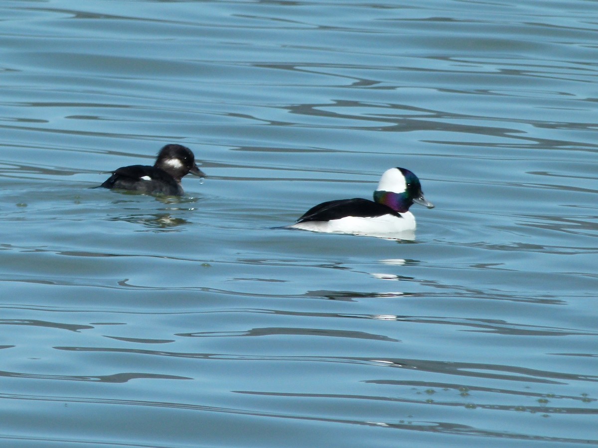 Bufflehead - ML638236674
