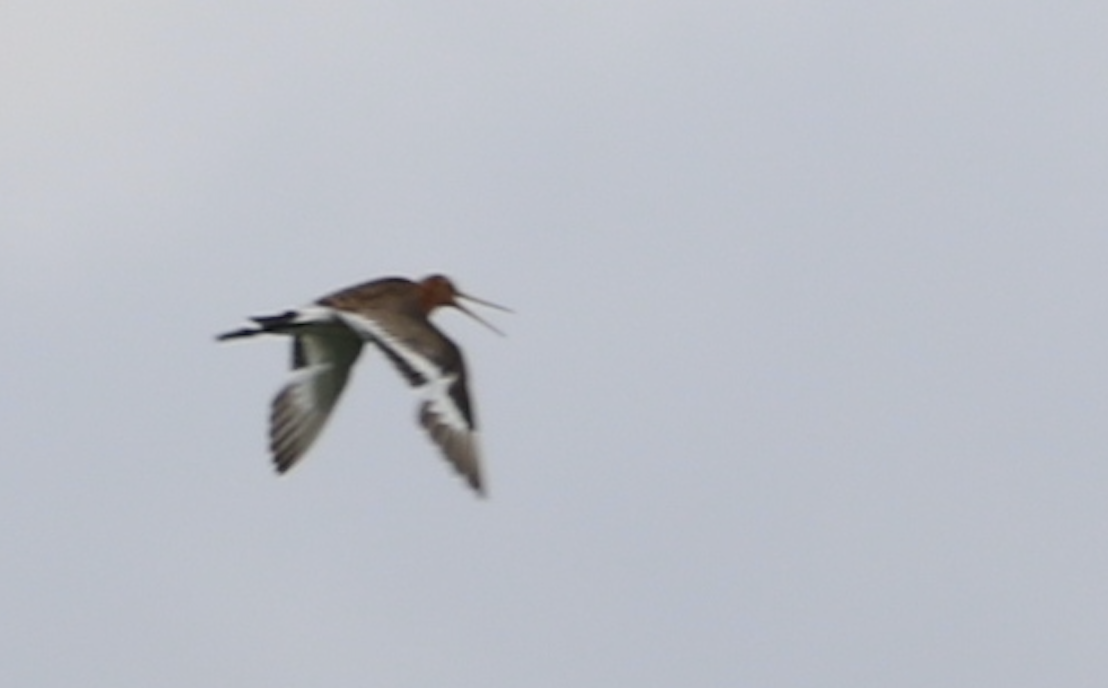 Black-tailed Godwit - ML638236680