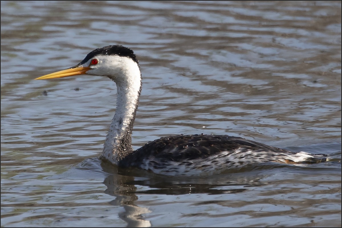 Clark's Grebe - ML638236683