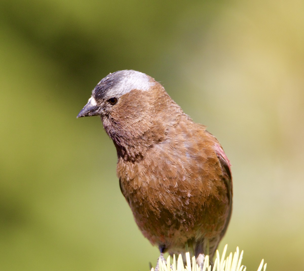 Gray-crowned Rosy-Finch - ML638236697