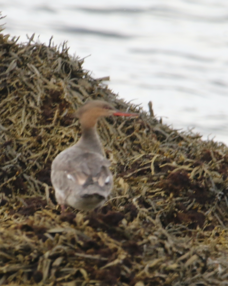 Red-breasted Merganser - ML638236706
